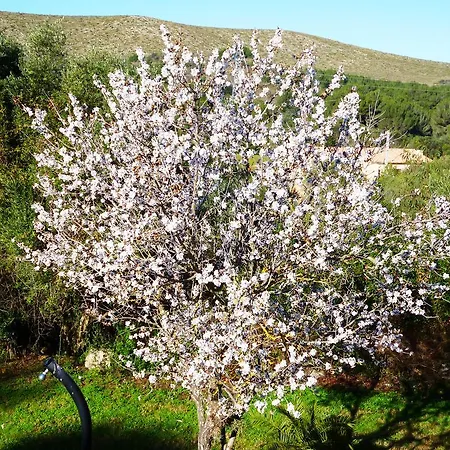 Apartment Almendra *
